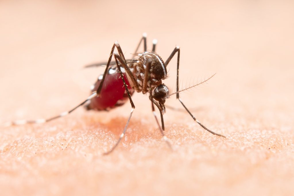 Dengue tem aumento de casos preocupantes